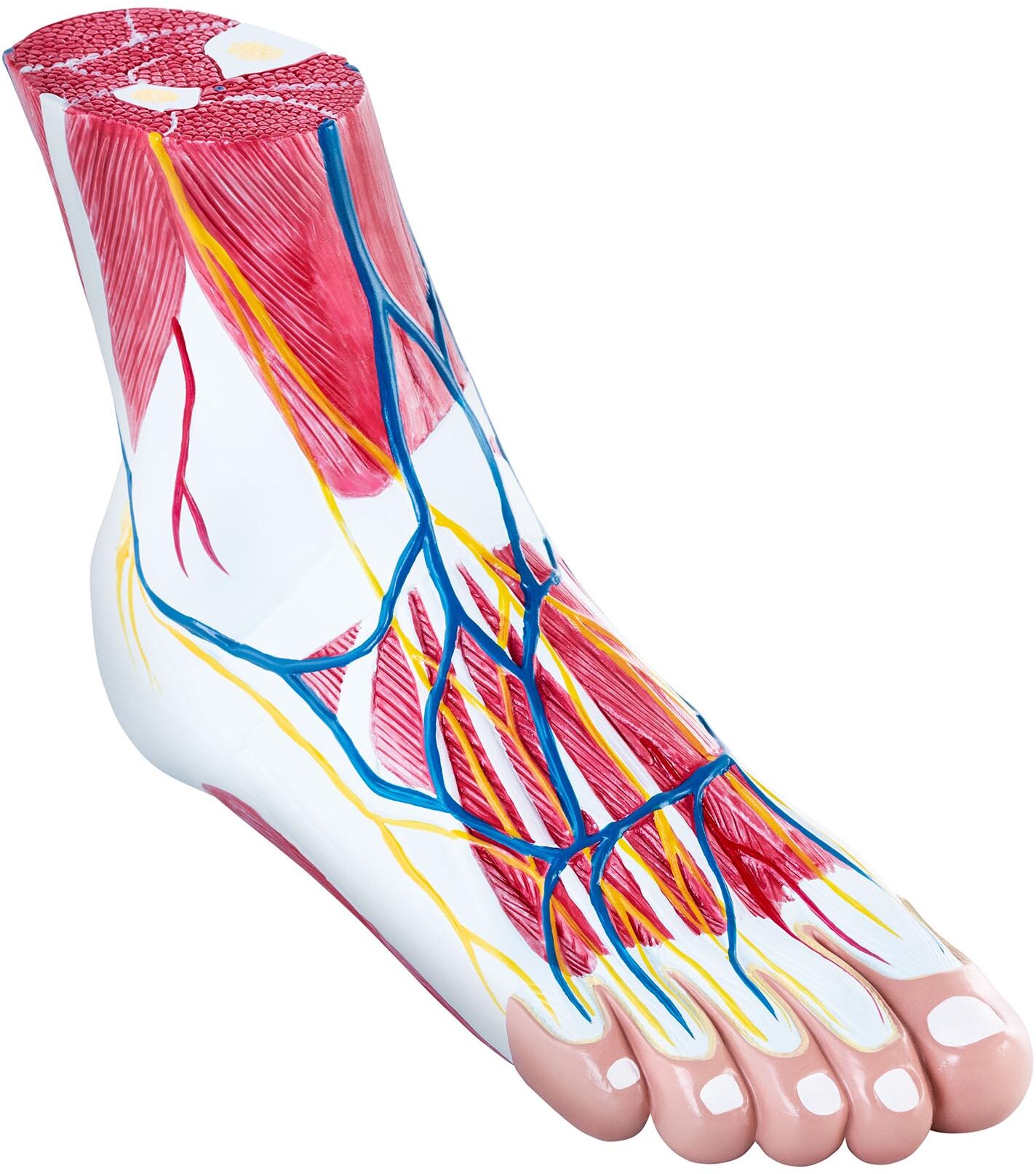 physa Anatomiemodell - Fuß - dreiteilig - Originalgröße - Muskeldegeneration