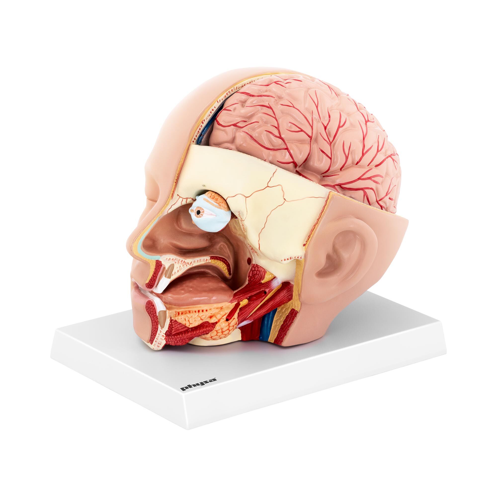 physa Anatomie Schädel - in 4 Teile zerlegbar - Originalgröße