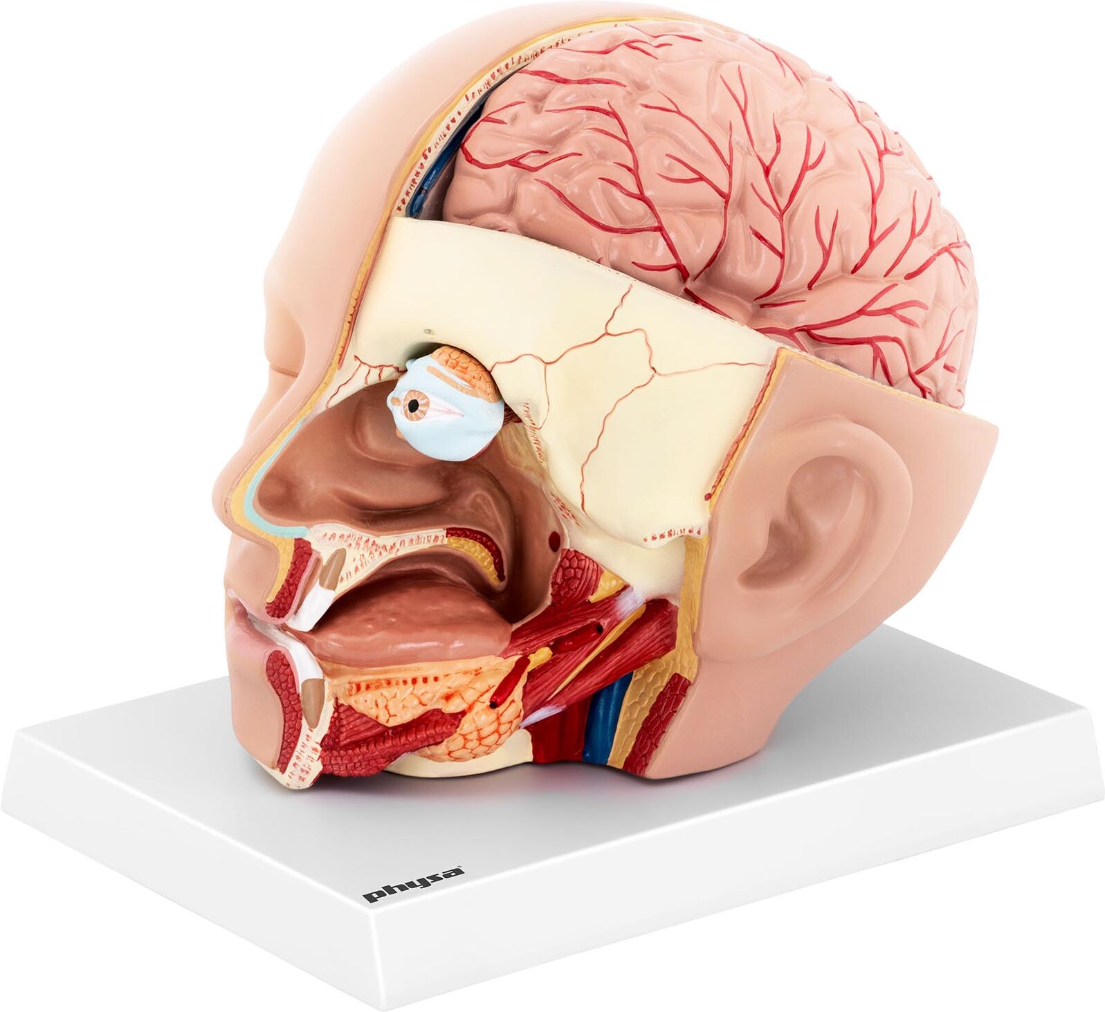 physa Anatomický model lebky - rozložitelný na 4 částí - originální velikost PHY-HM-5