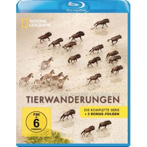 GEBRAUCHT Das große Wunder der Tierwanderungen - National Geographic [Blu-ray] - Preis vom h