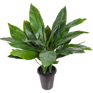 Aspidistra 75cm