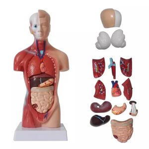 Jettbuying Unisex menneskelig torso krop Anatomi Anatomisk model Internt organ A 28CM