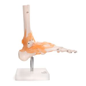 66Fit Foot Joint with Ligaments