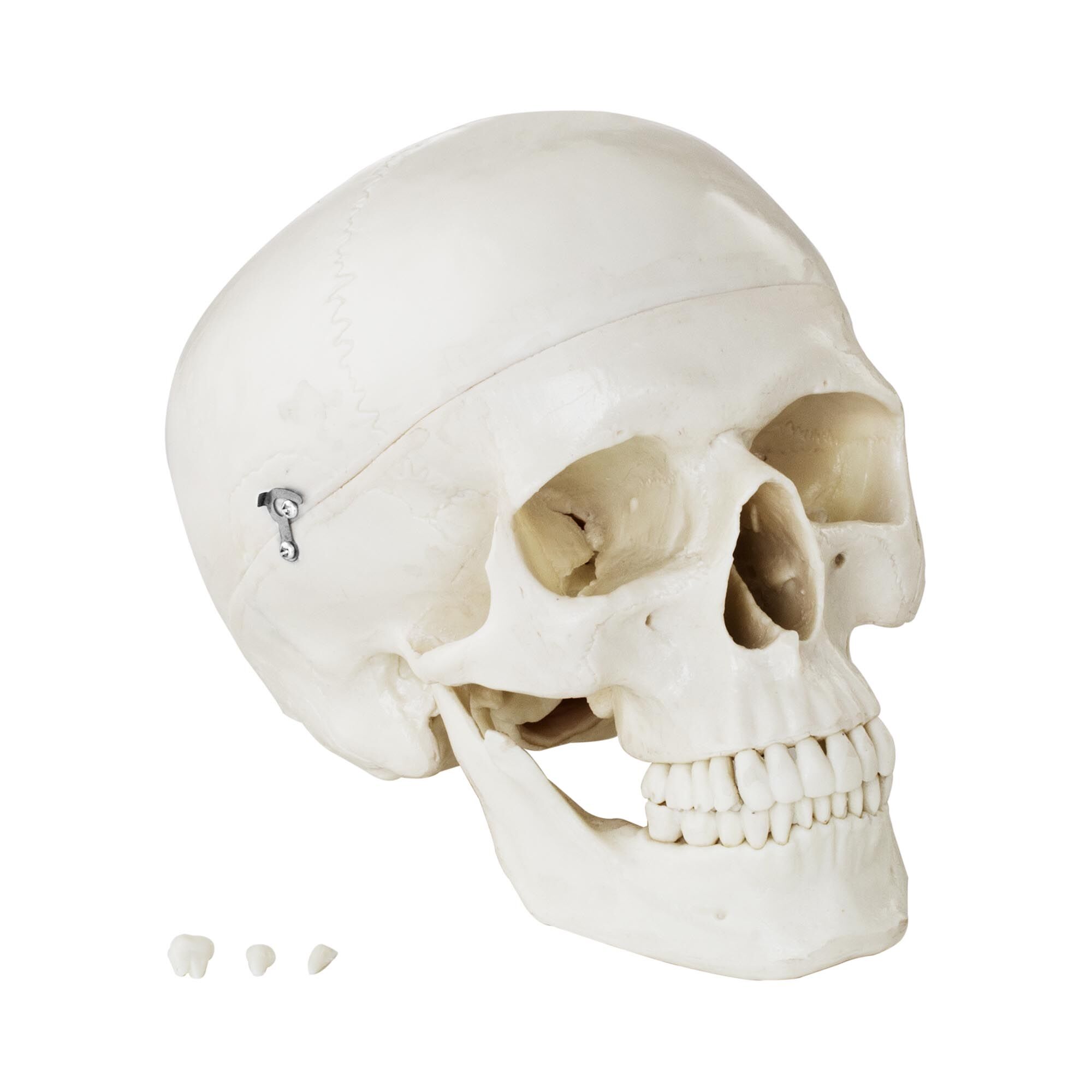 physa Modello anatomico cranio - bianco PHY-SK-4