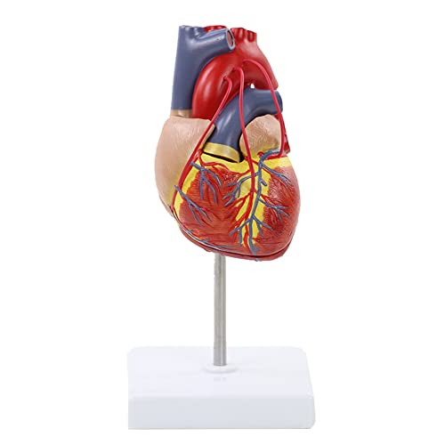 HYCLAM Menselijk hart anatomie model met basis levensgrote wetenschappen orgelstructuur model cardiovasculaire geneeskunde leermiddel voor medische demonstratie