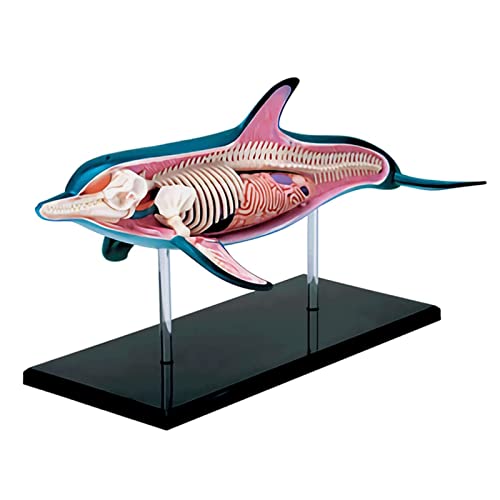 NNBGHJ Anatomiemodel Skeletmodel Anatomische modellen Dolfijn Interne organen Anatomisch model Anatomisch model Diereneducatiemodel Blauw dierorganenmodel