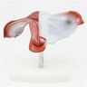 HYCLAM Vrouwelijk baarmoeder eierstokmodel, menselijk anatomisch baarmoedermodel van medisch wetenschappelijk model, menselijk orgel anatomisch model Baarmoeder Vagina onderwijsmodel