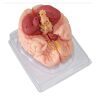 MUSUMI Orgaanmodel Menselijk brein Anatomiemodel Hersenmodel 9 delen 98 logo's Anatomisch model