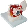 SNEN-ESDG Studiemodel Educatief model Menselijk oogbolmodel Oogmodel Sensorisch orgelmodel Oogbol- en baanmodel Oogvergroot anatomiemodel, medische modellen