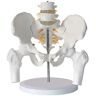 MUSUMI Model van menselijk lichaamsskelet, twee lendenwervels met bekken met half bot bekkenbeen Model Model Model Skelet Medisch orgel