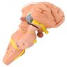 LKYLVEE Hersenstam Hersenstam Model Nuclei Hypothalamus Hersenstammodel Medisch Anatomisch Hersenmodel voor Medische Educatieve Trainingshulp (A)