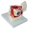 JKKUDAS Orgaanmodel Menselijk oogbolmodel Oogmodel Sensorisch orgelmodel Oogbol- en baanmodel Oogvergroot anatomiemodel Anatomisch model