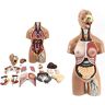 ABNNHK Menselijk model 55 cm anatomisch model van de romp van het menselijk lichaam, 19 stuks anatomisch model van menselijk orgel 4D, model van menselijke organen, anatomisch medisch mod