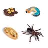 PAIVI Insect levenscyclus modelset, simulatie dier figuur wetenschap onderwijs speelgoed sprinkhaan, libel, schorpioen, regenworm, duizendpoot ornamenten (Lucanid)