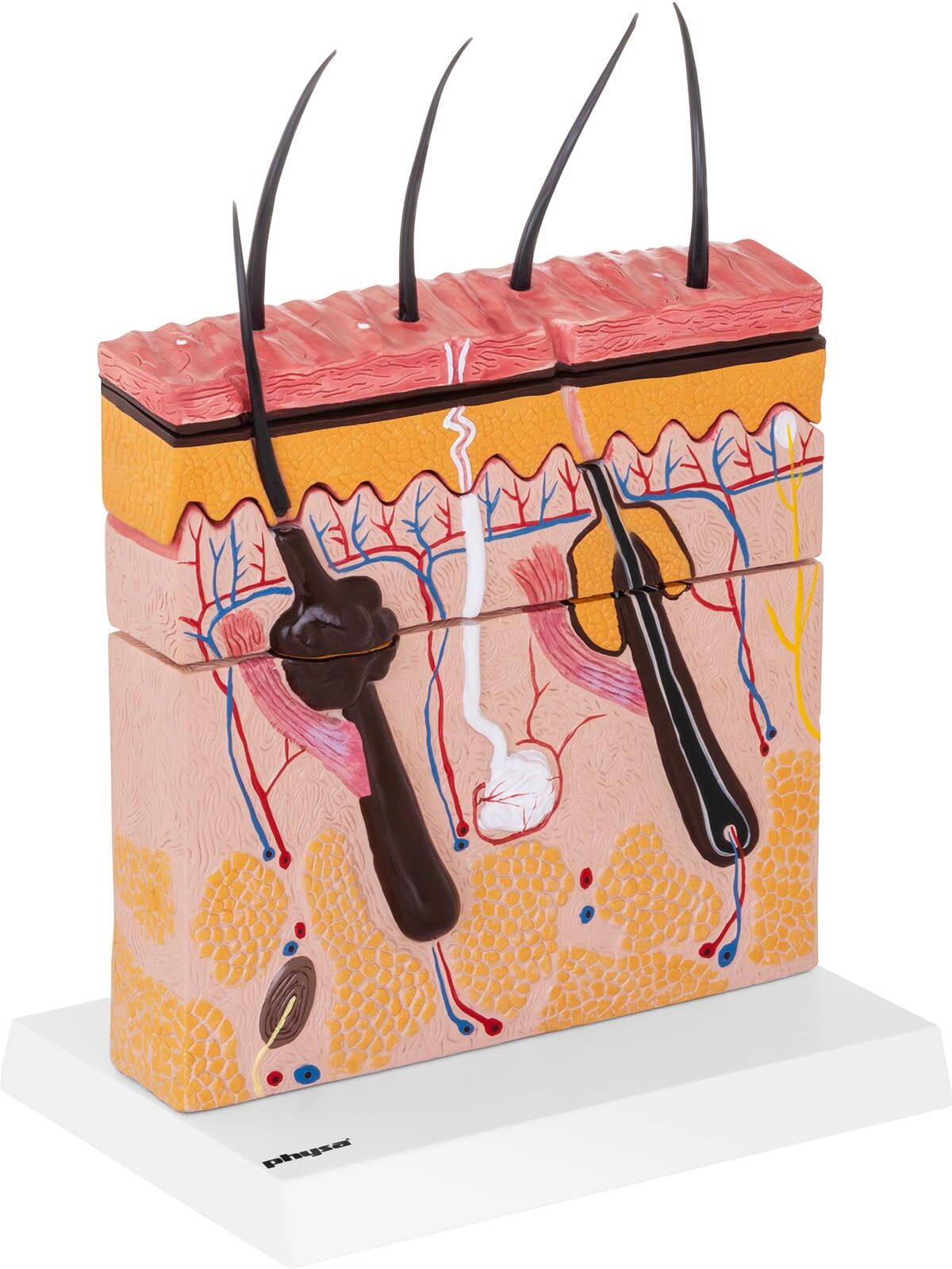 physa Skóra człowieka - model anatomiczny PHY-SM-4