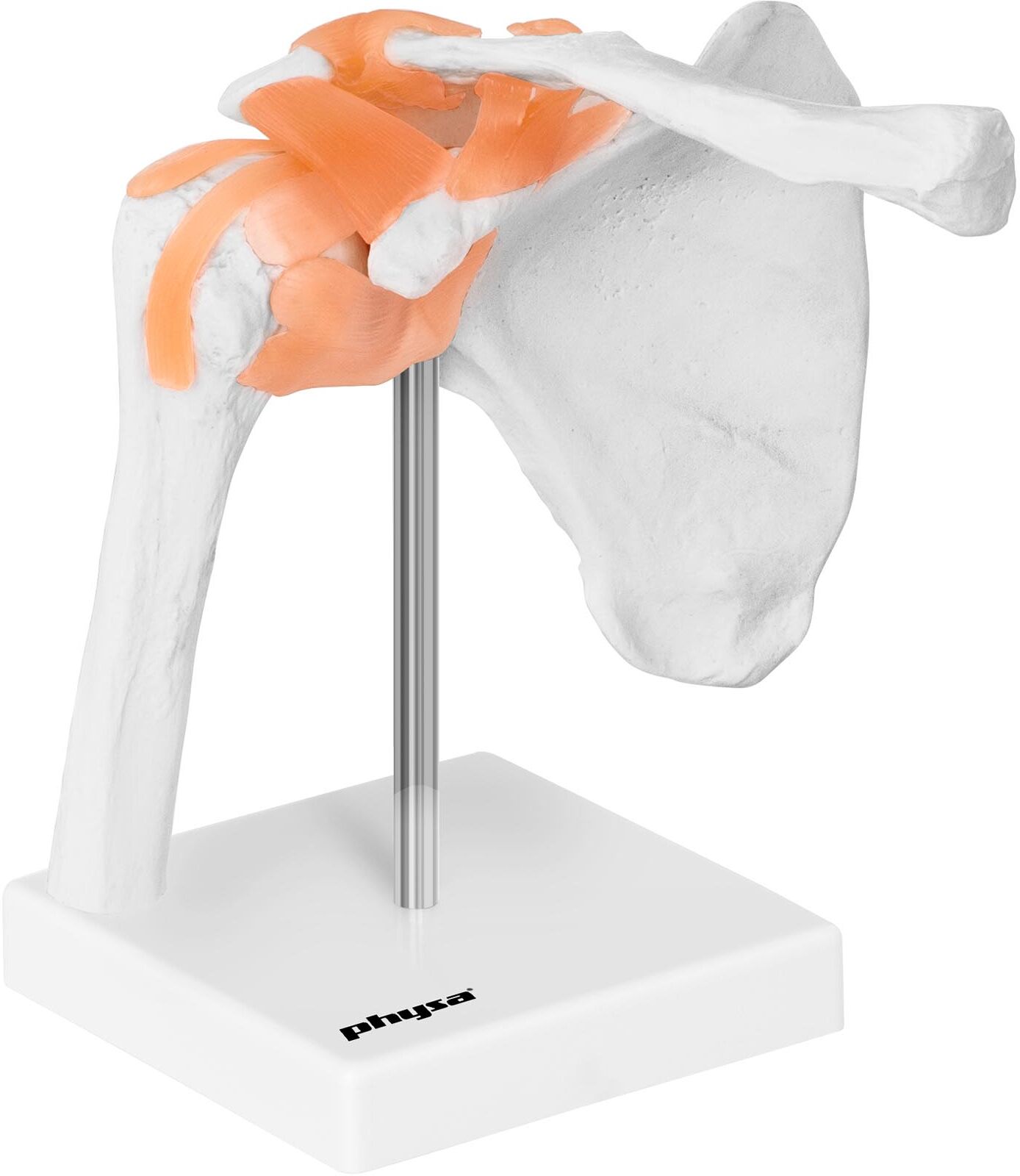 physa Axel - anatomisk modell PHY-SJ-1