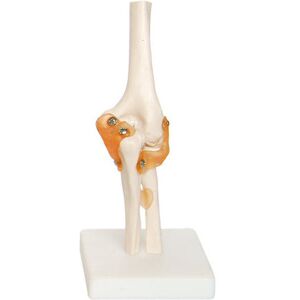 66fit Elbow Joint Anatomical Model