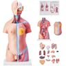 VEVOR Human Body Model, 23 Parts 18 inch, Human Torso Anatomy Model Unisex Anatomical Skeleton Model with Removable Organs, Educational Teaching Tool for Students Science Learning Education Display