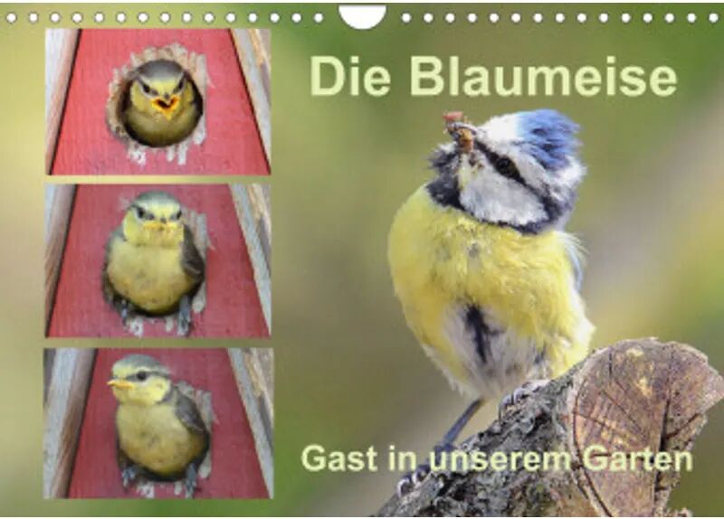 Calvendo Die Blaumeise, Gast in unserem Garten (Wandkalender 2022 DIN A4 quer)