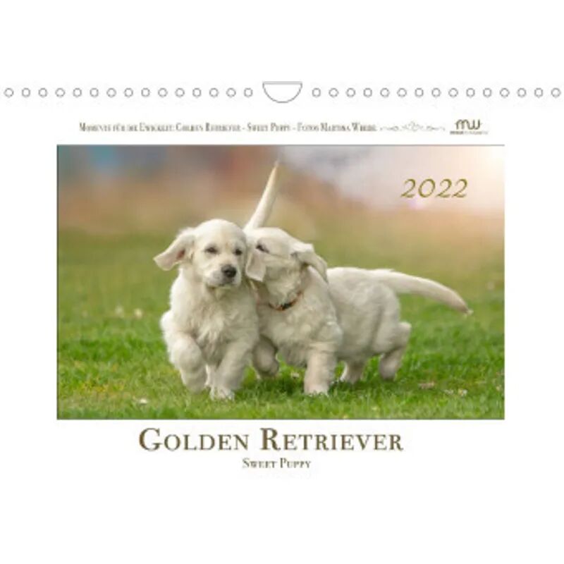 Calvendo Golden Retriever - Sweet Puppy (Wandkalender 2022 DIN A4 quer)