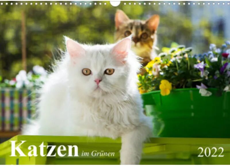 Calvendo Katzen im Grünen (Wandkalender 2022 DIN A3 quer)