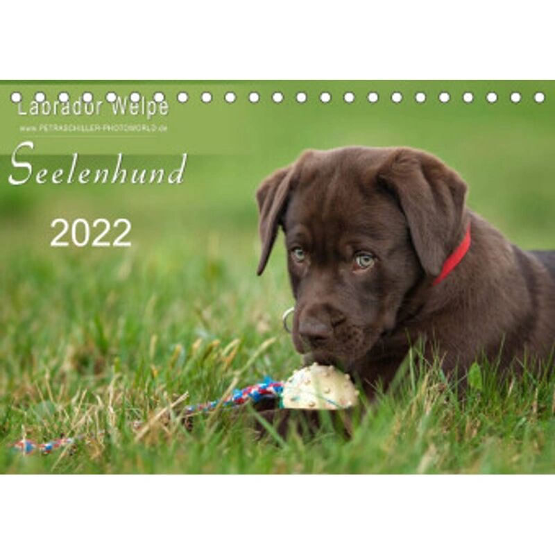 Calvendo Labrador Welpe - Seelenhund (Tischkalender 2022 DIN A5 quer)