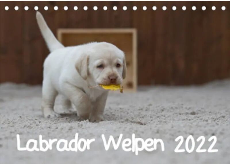 Calvendo Labrador Welpen (Tischkalender 2022 DIN A5 quer)