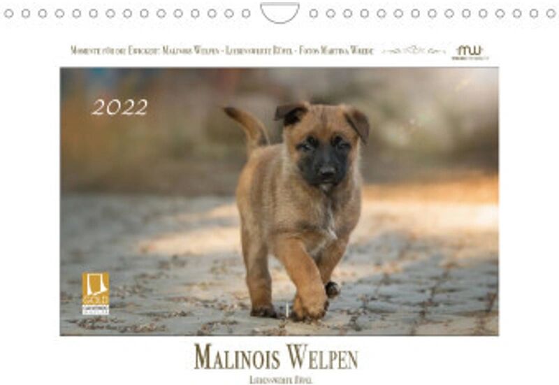 Calvendo Malinois Welpen - Liebenswerte Rüpel (Wandkalender 2022 DIN A4 quer)