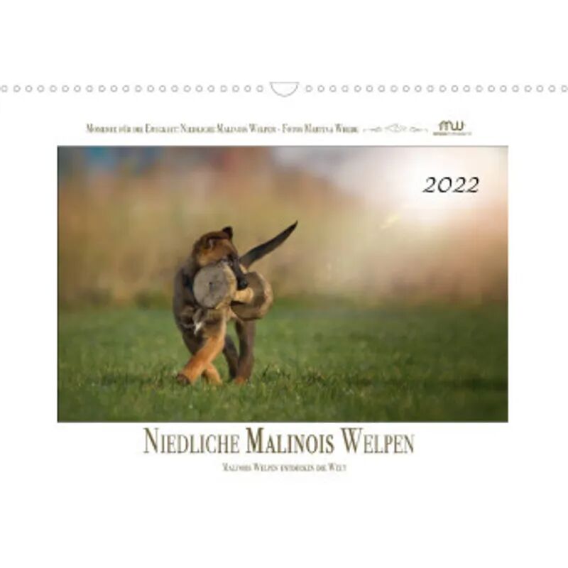 Calvendo Niedliche Malinois Welpen (Wandkalender 2022 DIN A3 quer)