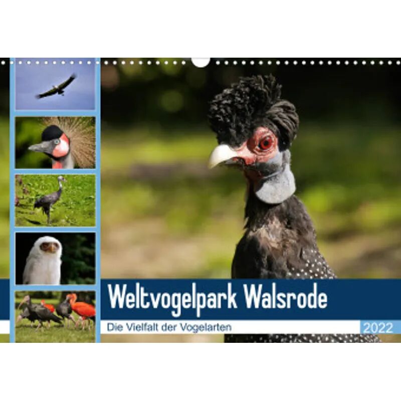 Calvendo Weltvogelpark Walsrode - Die Vielfalt der Vogelarten (Wandkalender 2022 DIN...