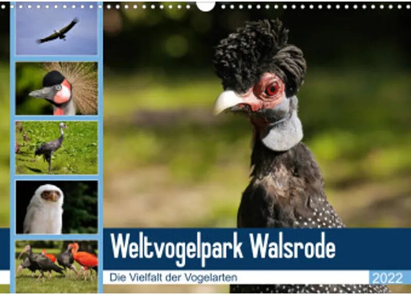 Calvendo Weltvogelpark Walsrode - Die Vielfalt der Vogelarten (Wandkalender 2022 DIN...