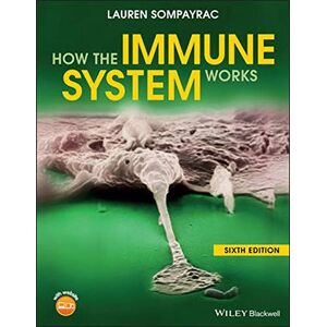 Sompayrac, Lauren M. - GEBRAUCHT How the Immune System Works (How It Works) - Preis vom 12.05.2024 04:50:34 h