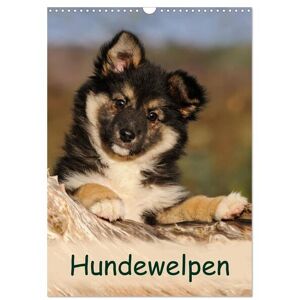 Hundewelpen (Wandkalender 2025 Din A3 Hoch) Calvendo Monatskalender