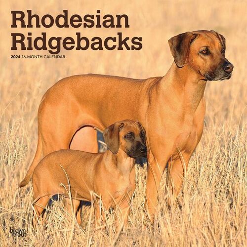 BROWNTROUT PUBL Rhodesian Ridgebacks 2024 Square