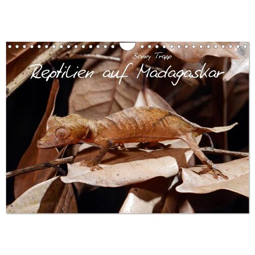 Calvendo Reptilien Auf Madagaskar (Wandkalender 2024 Din A4 Quer) Calvendo Monatskalender