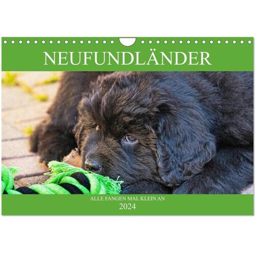 Neufundländer - Alle Fangen Mal Klein An (Wandkalender 2024 Din A4 Quer) Calvendo Monatskalender