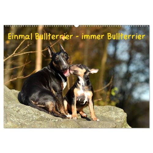 Einmal Bullterrier - Immer Bullterrier (Wandkalender 2024 Din A2 Quer) Calvendo Monatskalender
