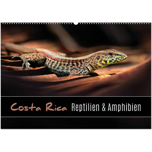 Calvendo Costa Rica – Reptilien Und Amphibien (Wandkalender 2024 Din A2 Quer) Calvendo Monatskalender