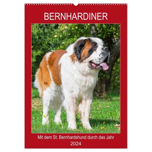 Bernhardiner - Mit Dem St. Bernhardshund Durch Das Jahr (Wandkalender 2024 Din A2 Hoch) Calvendo Monatskalender