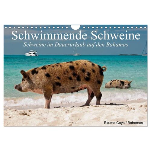 Calvendo Schwimmende Schweine (Wandkalender 2024 Din A4 Quer) Calvendo Monatskalender