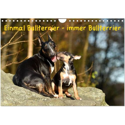 Einmal Bullterrier - Immer Bullterrier (Wandkalender 2024 Din A4 Quer) Calvendo Monatskalender