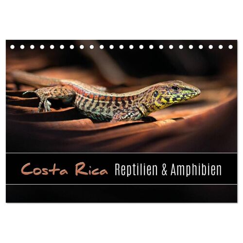 Calvendo Costa Rica – Reptilien Und Amphibien (Tischkalender 2024 Din A5 Quer) Calvendo Monatskalender