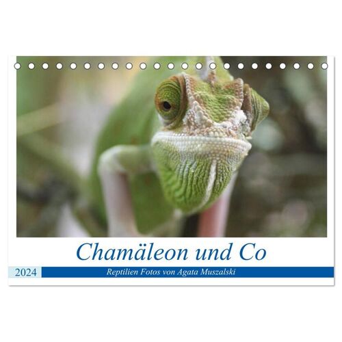 Calvendo Chamäleon Und Co (Tischkalender 2024 Din A5 Quer) Calvendo Monatskalender