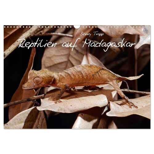 Calvendo Reptilien Auf Madagaskar (Wandkalender 2024 Din A3 Quer) Calvendo Monatskalender