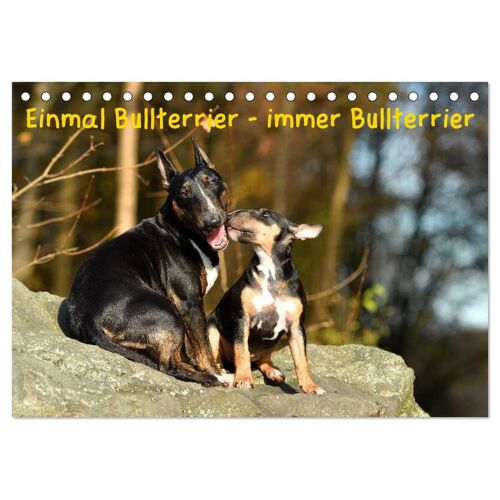 Einmal Bullterrier - Immer Bullterrier (Tischkalender 2024 Din A5 Quer) Calvendo Monatskalender