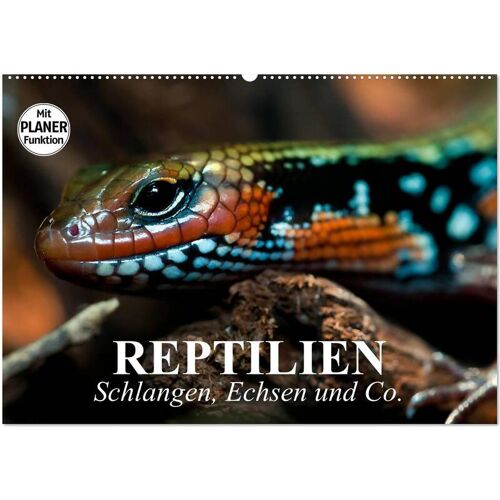 Calvendo Reptilien. Schlangen Echsen Und Co. (Wandkalender 2024 Din A2 Quer) Calvendo Monatskalender