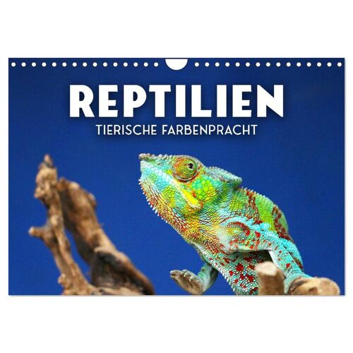 Calvendo Reptilien – Tierische Farbenpracht (Wandkalender 2024 Din A4 Quer) Calvendo Monatskalender