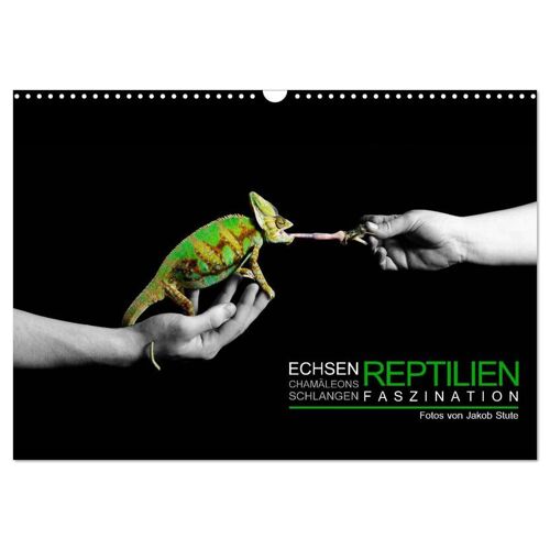 Calvendo Faszination Reptilien (Wandkalender 2024 Din A3 Quer) Calvendo Monatskalender