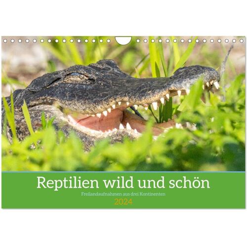 Calvendo Reptilien Wild Und Schön (Wandkalender 2024 Din A4 Quer) Calvendo Monatskalender