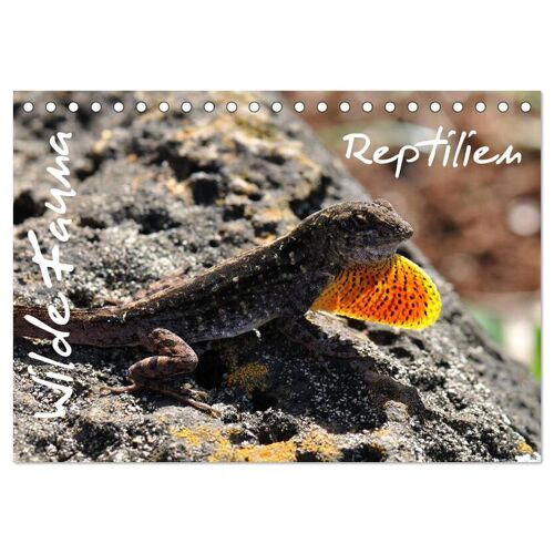 Calvendo Wilde Fauna – Reptilien (Tischkalender 2024 Din A5 Quer) Calvendo Monatskalender